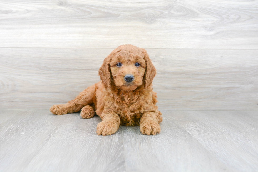 Best Mini Goldendoodle Baby