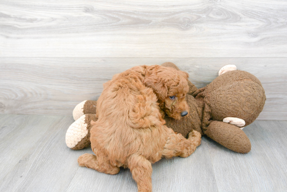 Mini Goldendoodle Puppy for Adoption