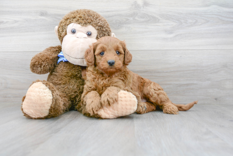 Mini Goldendoodle Pup Being Cute