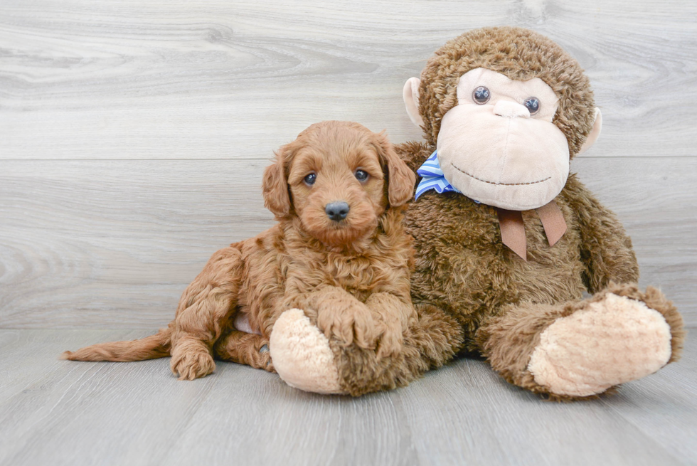 Cute Mini Goldendoodle Baby