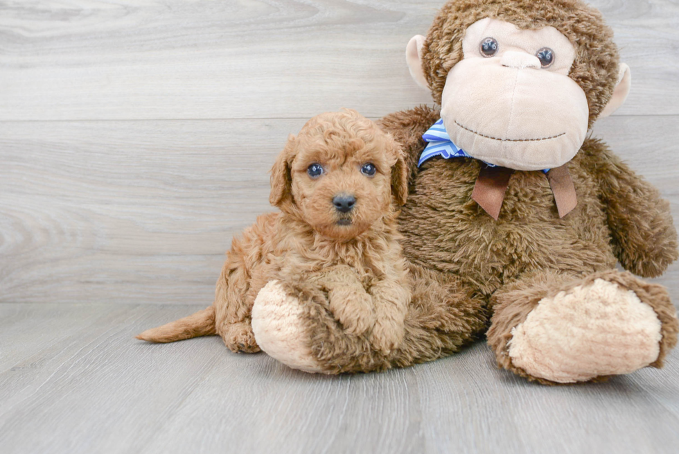 Friendly Mini Goldendoodle Baby