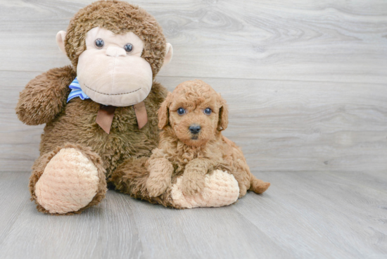 Funny Mini Goldendoodle Poodle Mix Pup