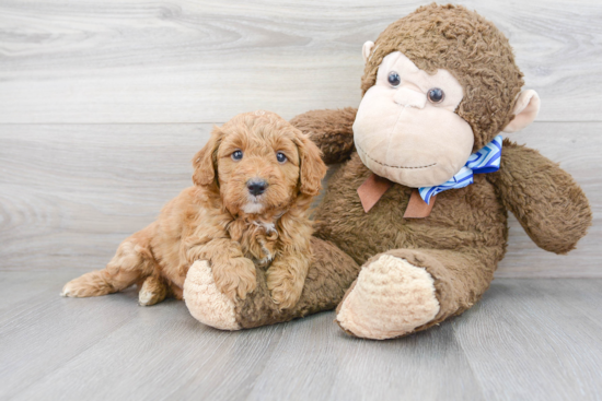 Mini Goldendoodle Pup Being Cute