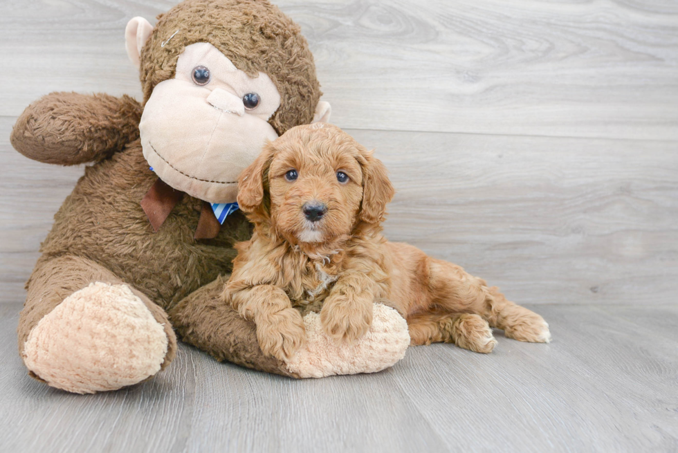 Cute Mini Goldendoodle Baby