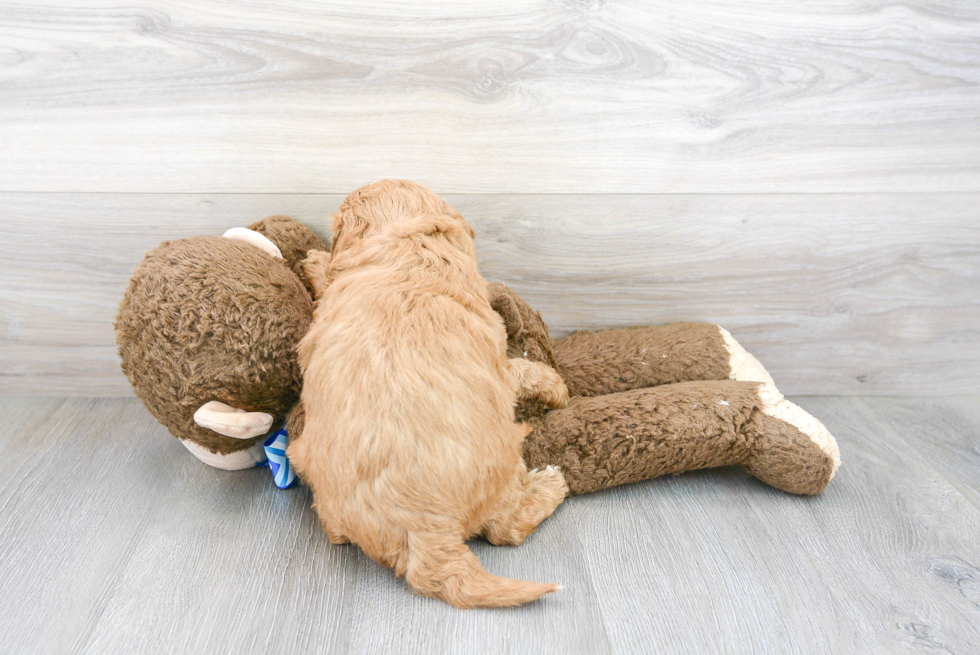 Mini Goldendoodle Puppy for Adoption