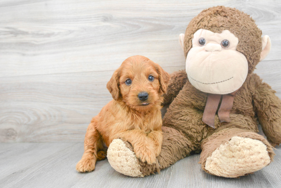 Best Mini Goldendoodle Baby