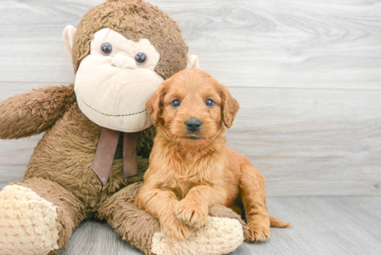 Cute Mini Goldendoodle Baby