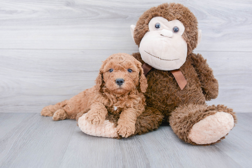 Playful Golden Retriever Poodle Mix Puppy