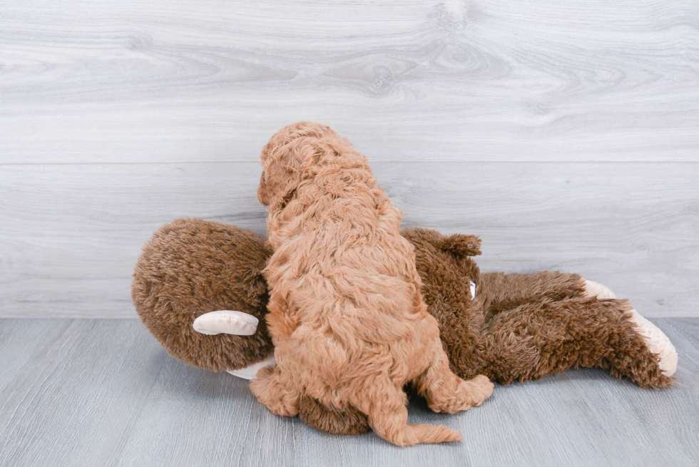 Smart Mini Goldendoodle Poodle Mix Pup