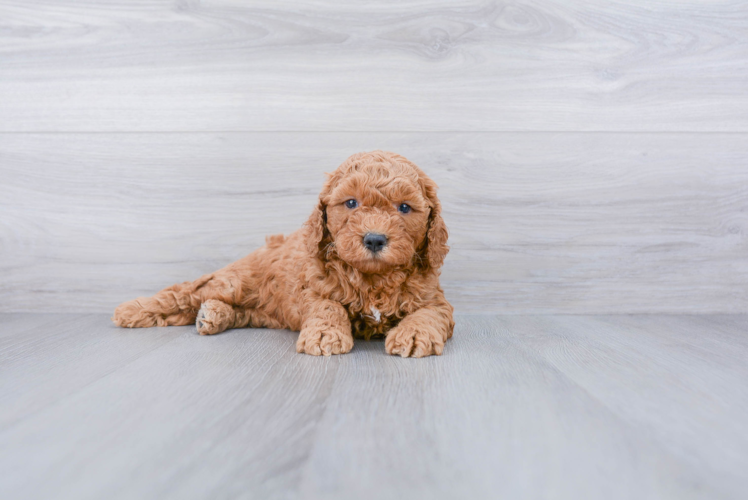 Hypoallergenic Golden Retriever Poodle Mix Puppy