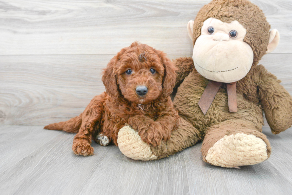 Funny Mini Goldendoodle Poodle Mix Pup