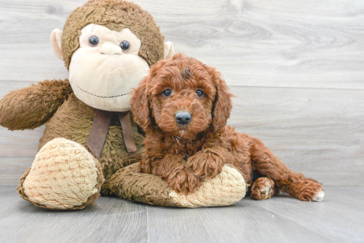 Hypoallergenic Golden Retriever Poodle Mix Puppy