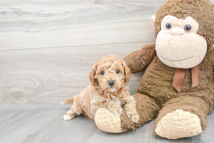 Mini Goldendoodle Puppy for Adoption