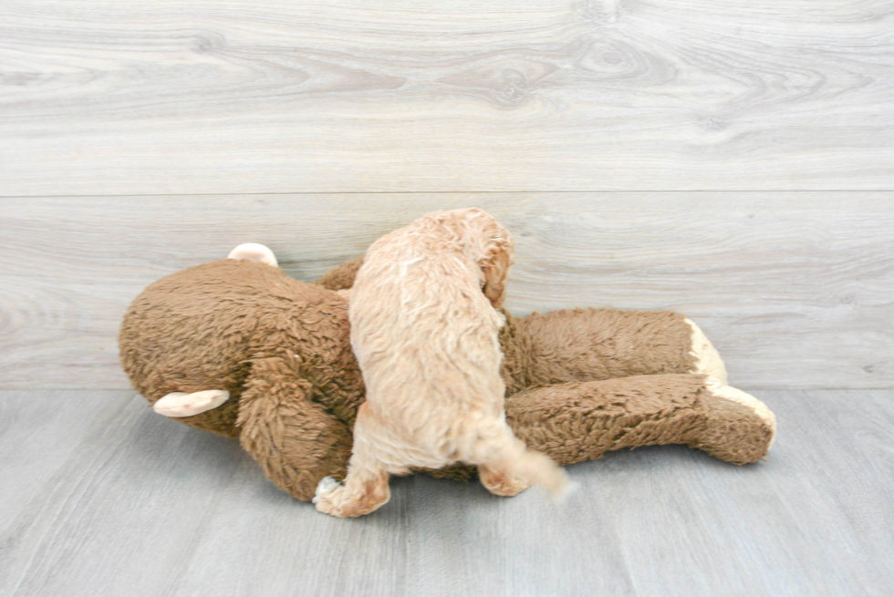 Hypoallergenic Golden Retriever Poodle Mix Puppy