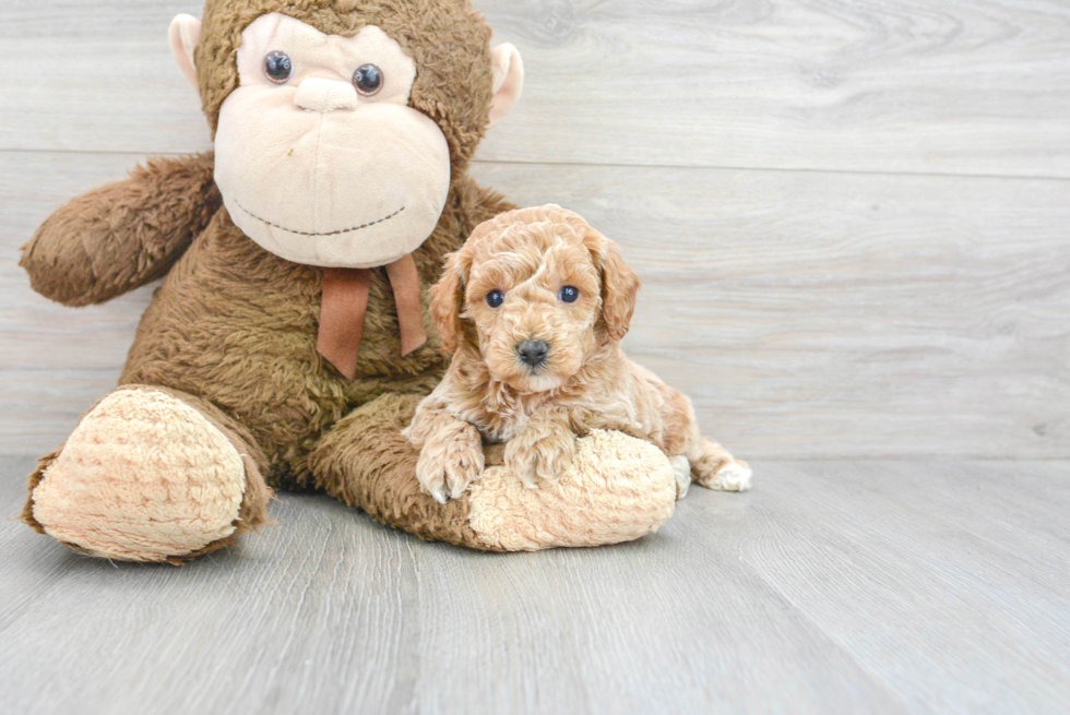 Small Mini Goldendoodle Baby