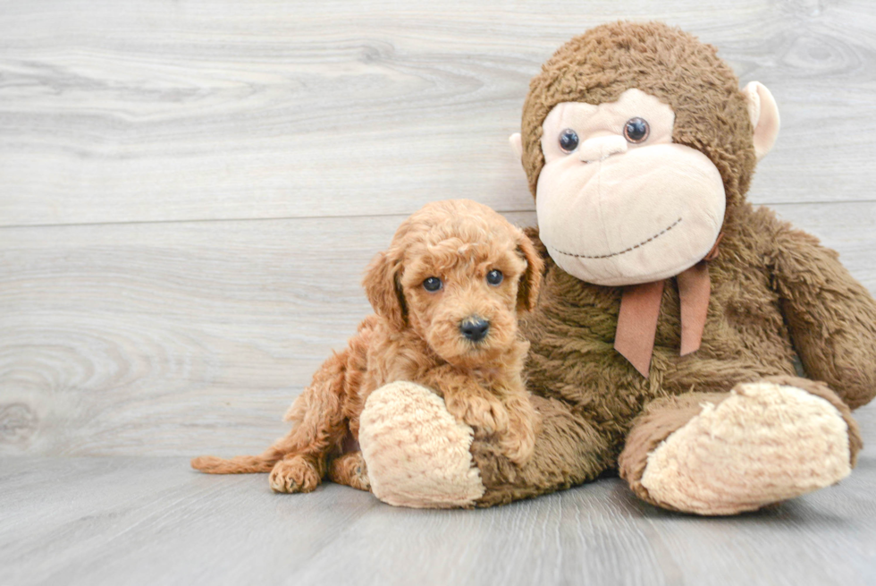 Mini Goldendoodle Pup Being Cute