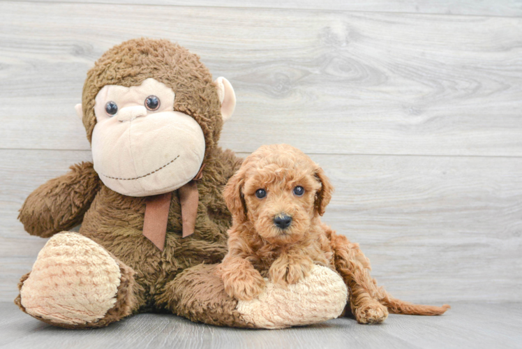 Mini Goldendoodle Pup Being Cute