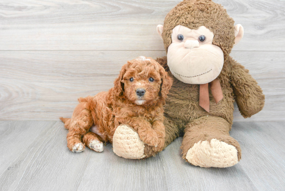 Mini Goldendoodle Pup Being Cute