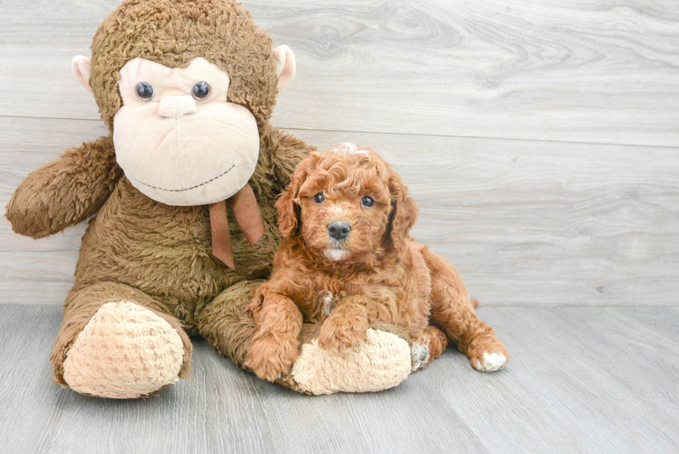 Smart Mini Goldendoodle Poodle Mix Pup