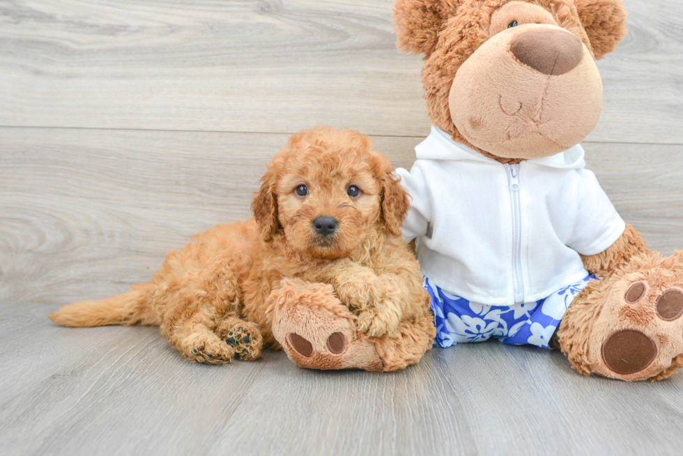 Best Mini Goldendoodle Baby