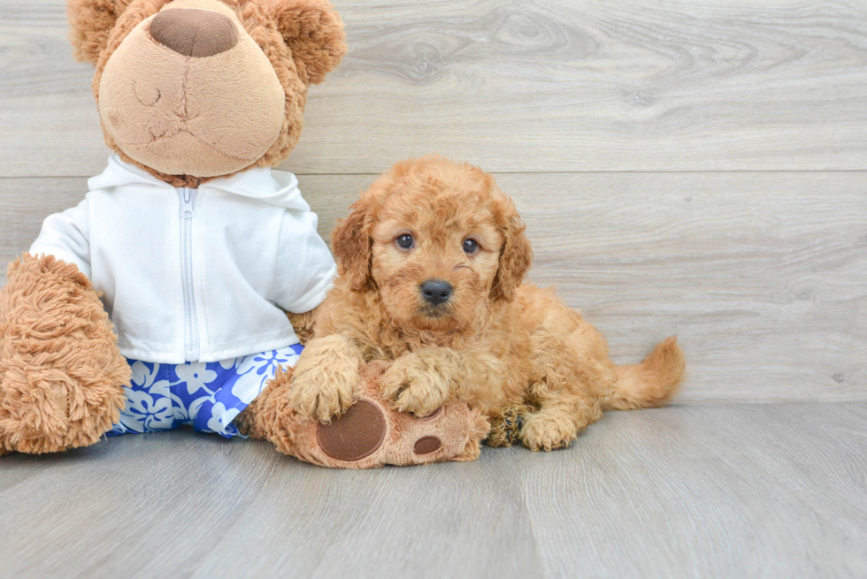 Playful Golden Retriever Poodle Mix Puppy