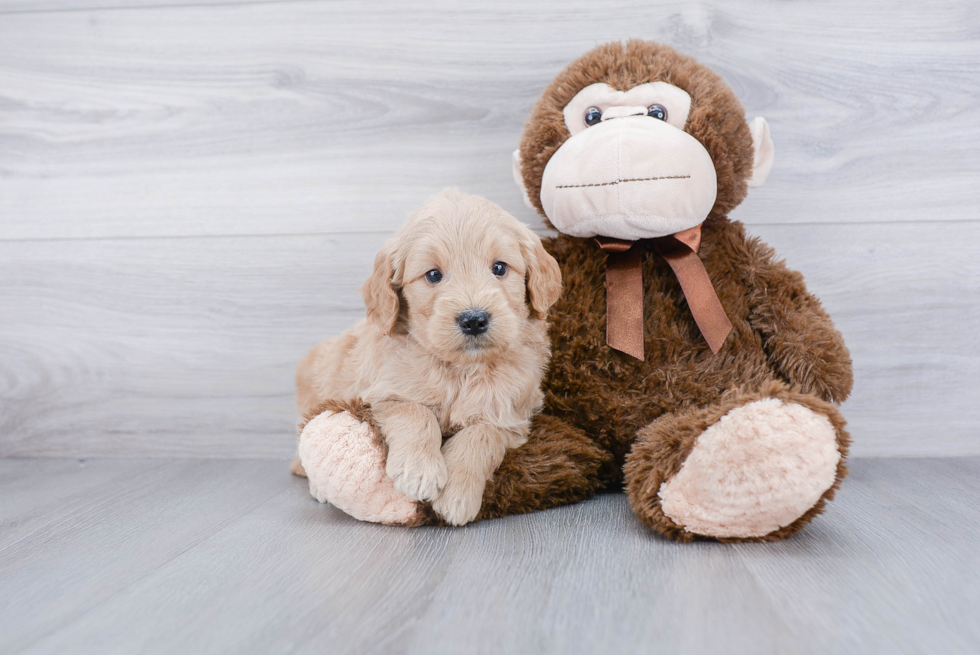 Cute Mini Goldendoodle Baby