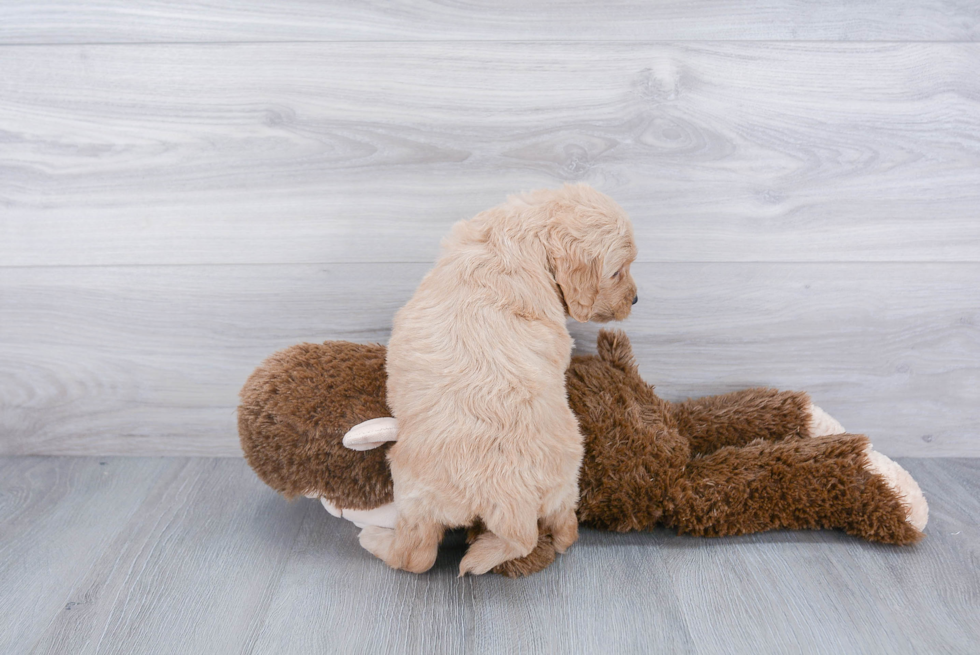 Best Mini Goldendoodle Baby