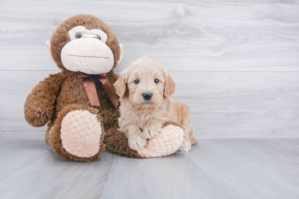 Mini Goldendoodle Pup Being Cute