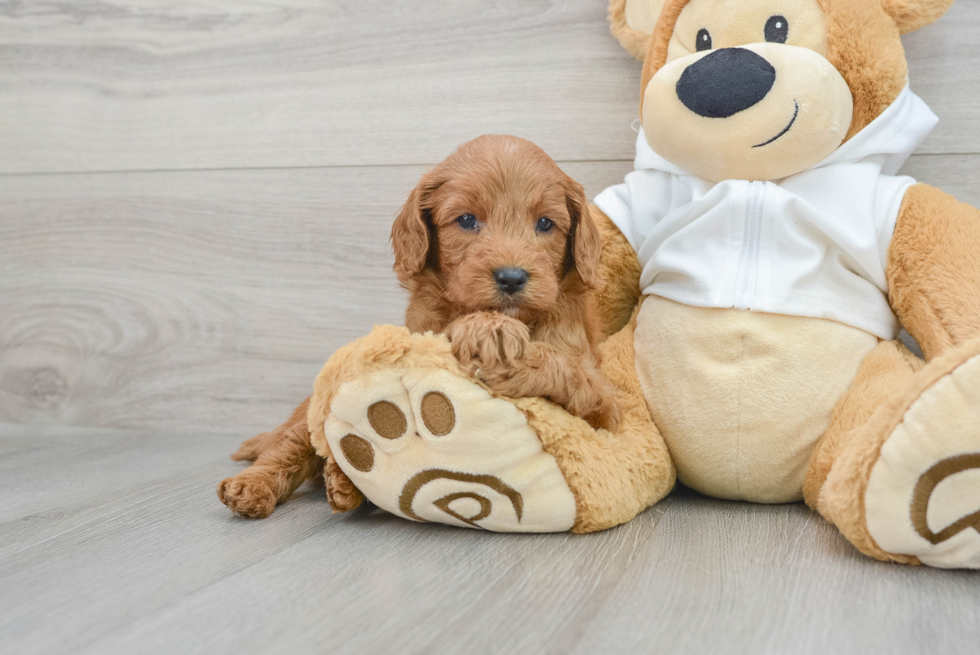 Mini Goldendoodle Pup Being Cute