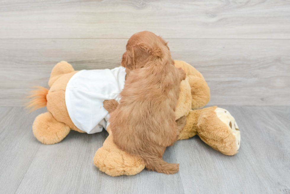 Petite Mini Goldendoodle Poodle Mix Pup