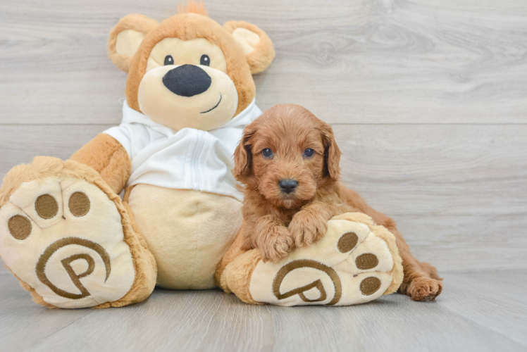 Mini Goldendoodle Puppy for Adoption