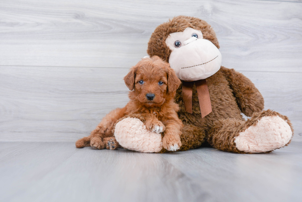 Playful Golden Retriever Poodle Mix Puppy