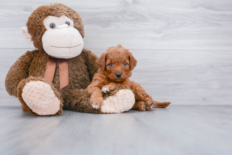 Mini Goldendoodle Puppy for Adoption