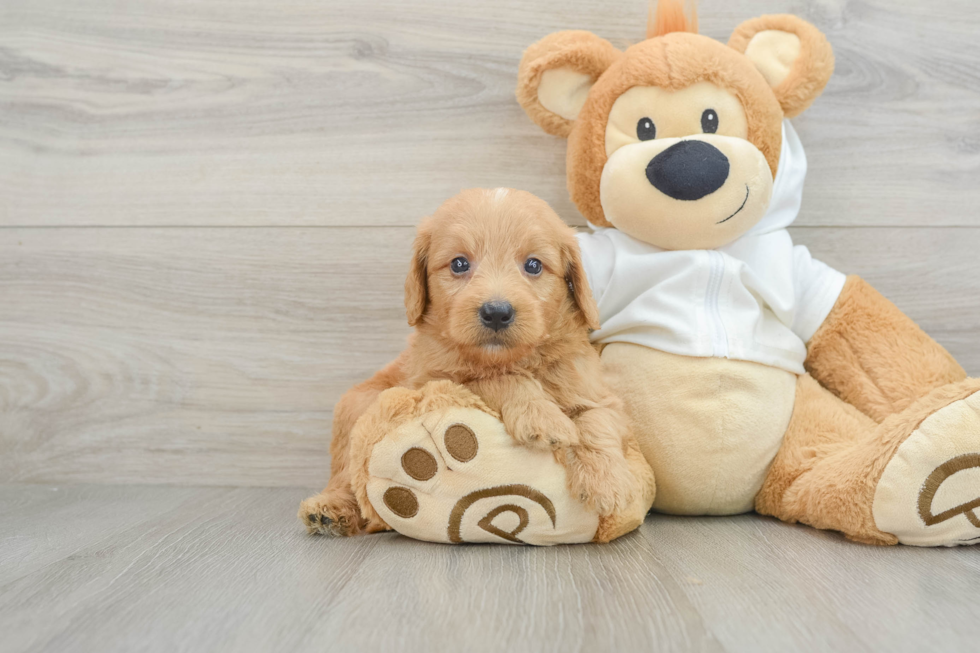 Adorable Golden Retriever Poodle Mix Poodle Mix Puppy