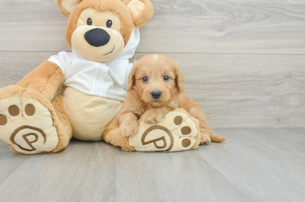 5 week old Mini Goldendoodle Puppy For Sale - Premier Pups