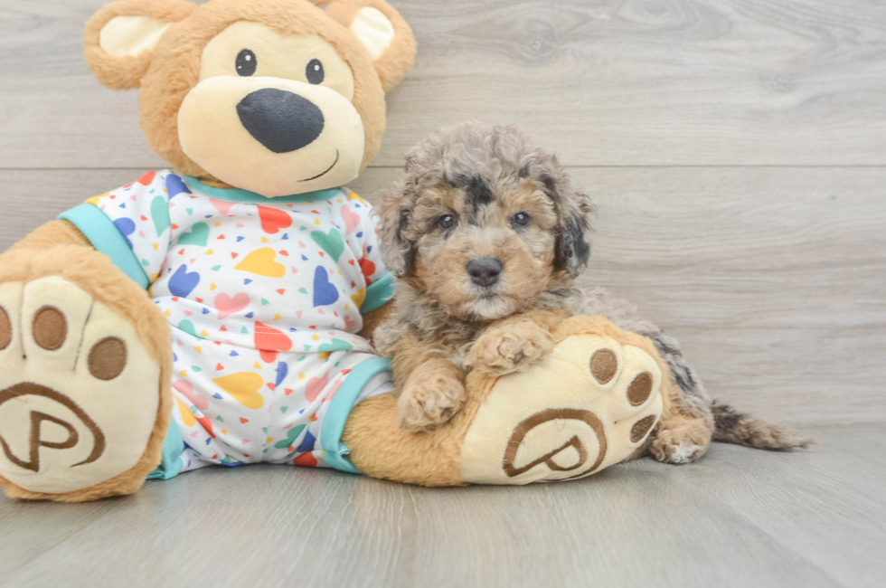 6 week old Mini Goldendoodle Puppy For Sale - Premier Pups