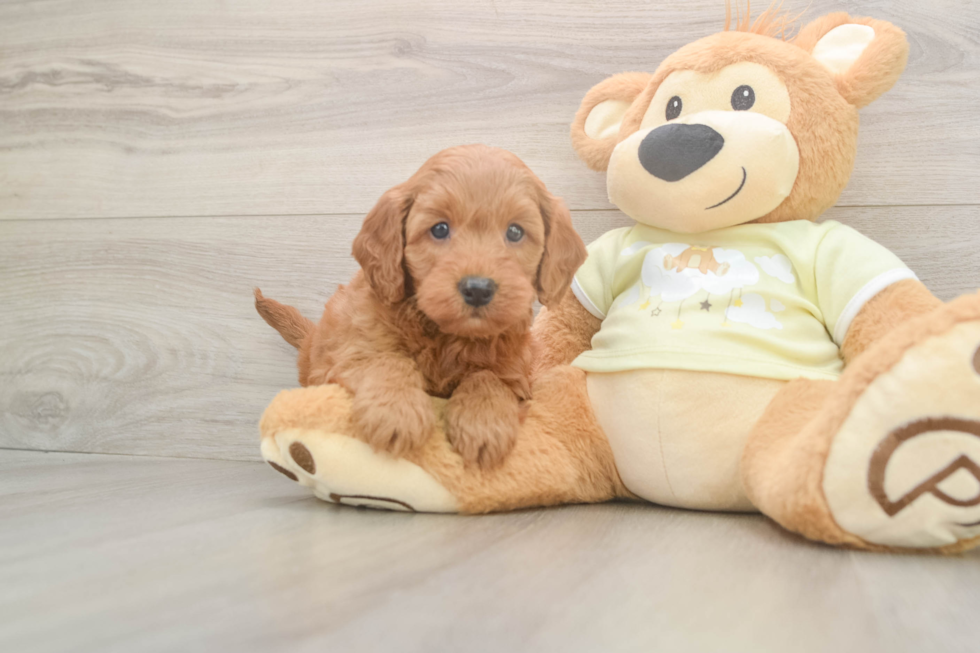 Meet Prescott - our Mini Goldendoodle Puppy Photo  2/3 - Premier Pups Best Mini Goldendoodle Baby