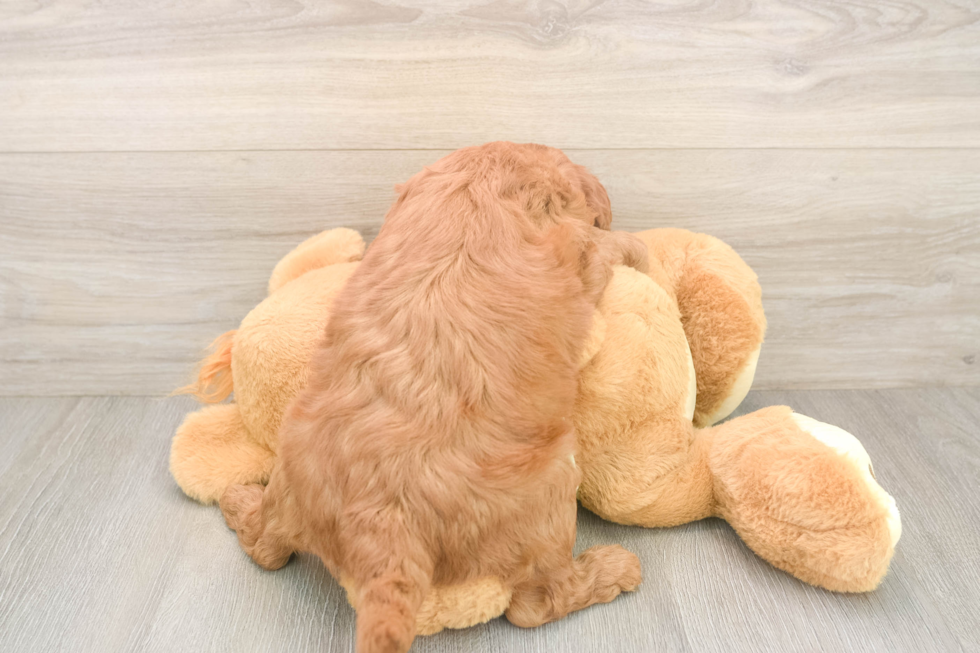 Meet Prescott - our Mini Goldendoodle Puppy Photo  3/3 - Premier Pups Best Mini Goldendoodle Baby