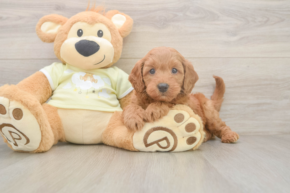 Meet Prescott - our Mini Goldendoodle Puppy Photo  1/3 - Premier Pups Smart Mini Goldendoodle Poodle Mix Pup