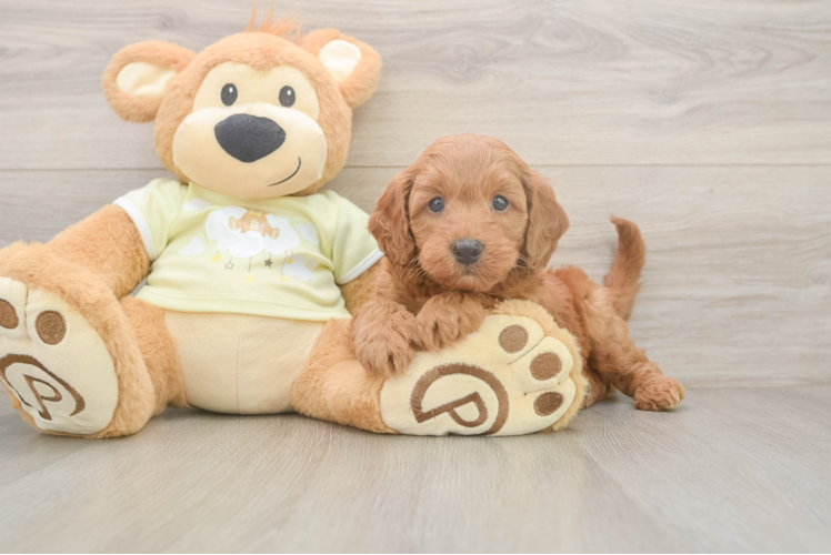 Meet Prescott - our Mini Goldendoodle Puppy Photo  1/3 - Premier Pups Smart Mini Goldendoodle Poodle Mix Pup