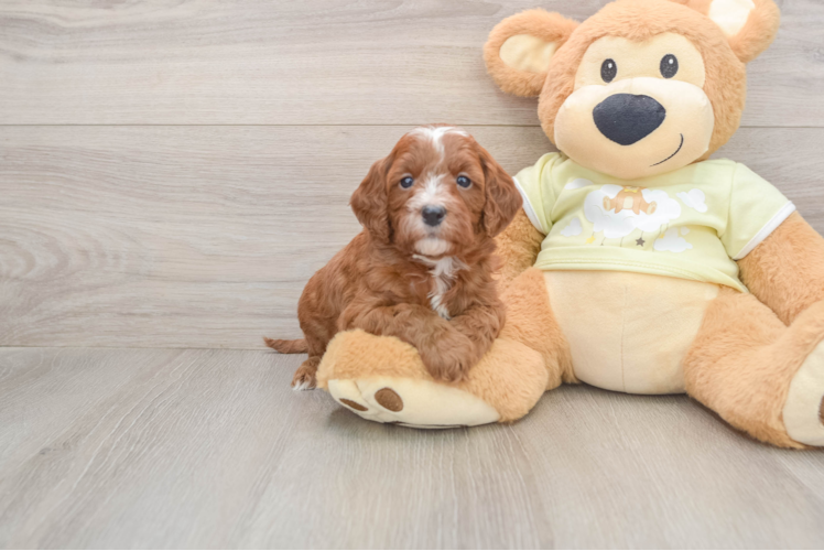 Small Mini Goldendoodle Baby