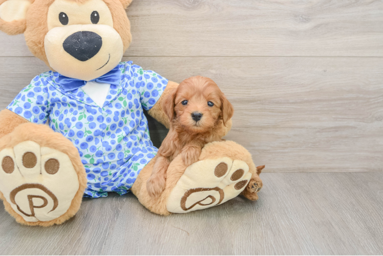 Mini Goldendoodle Pup Being Cute