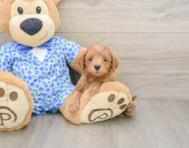 7 week old Mini Goldendoodle Puppy For Sale - Premier Pups
