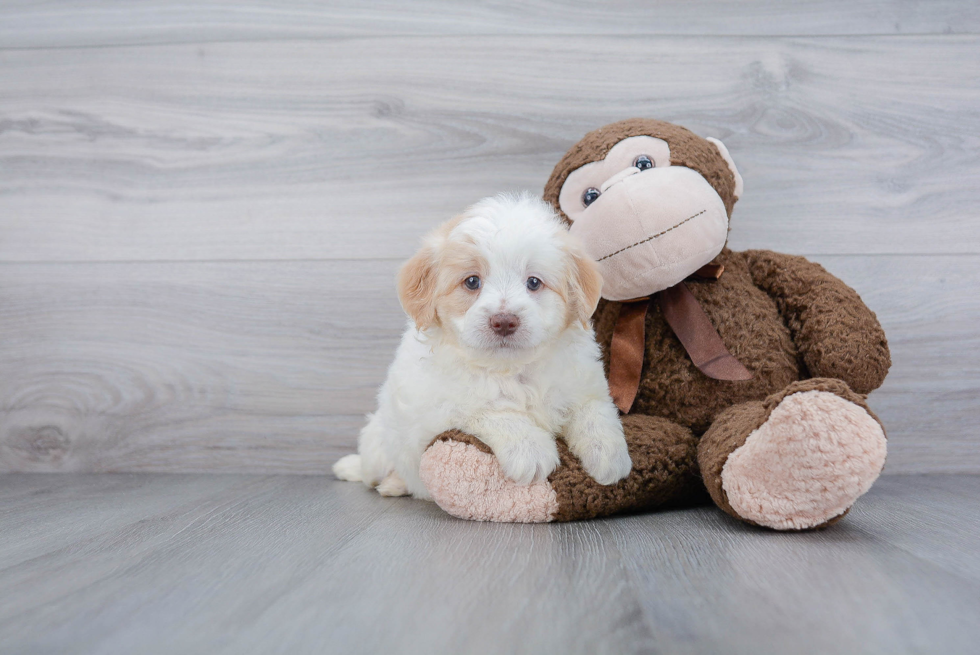 Mini Goldendoodle Pup Being Cute