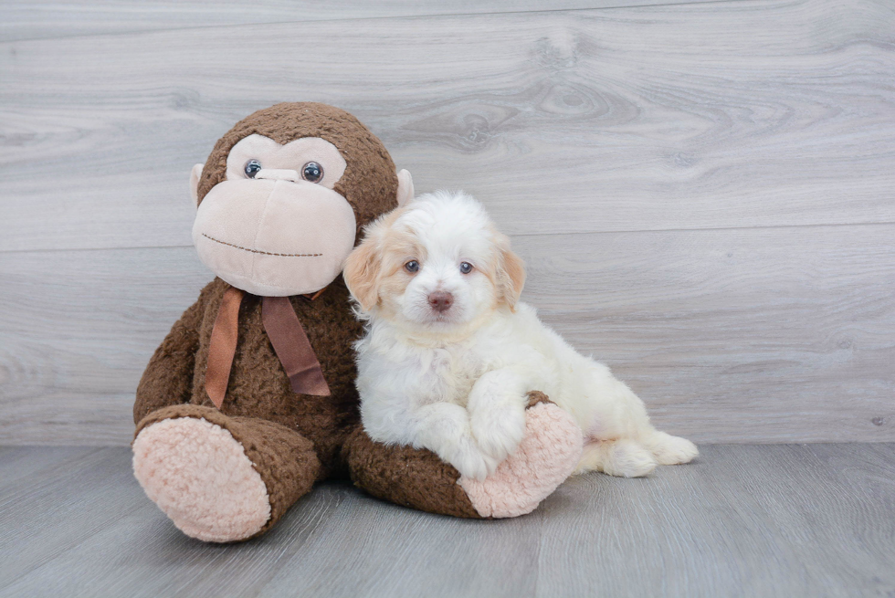 Adorable Golden Retriever Poodle Mix Puppy