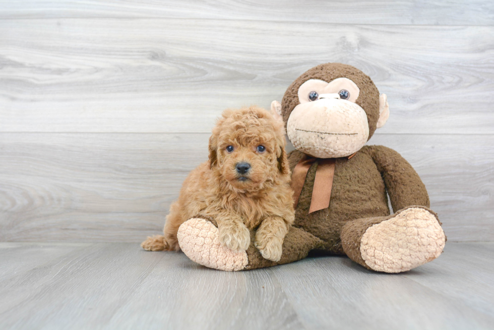 Cute Mini Goldendoodle Baby