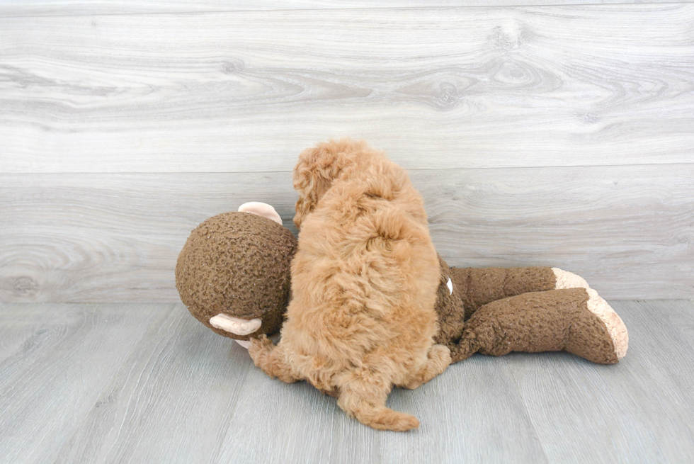 Cute Mini Goldendoodle Baby