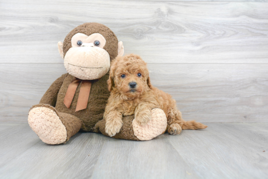 Playful Golden Retriever Poodle Mix Puppy