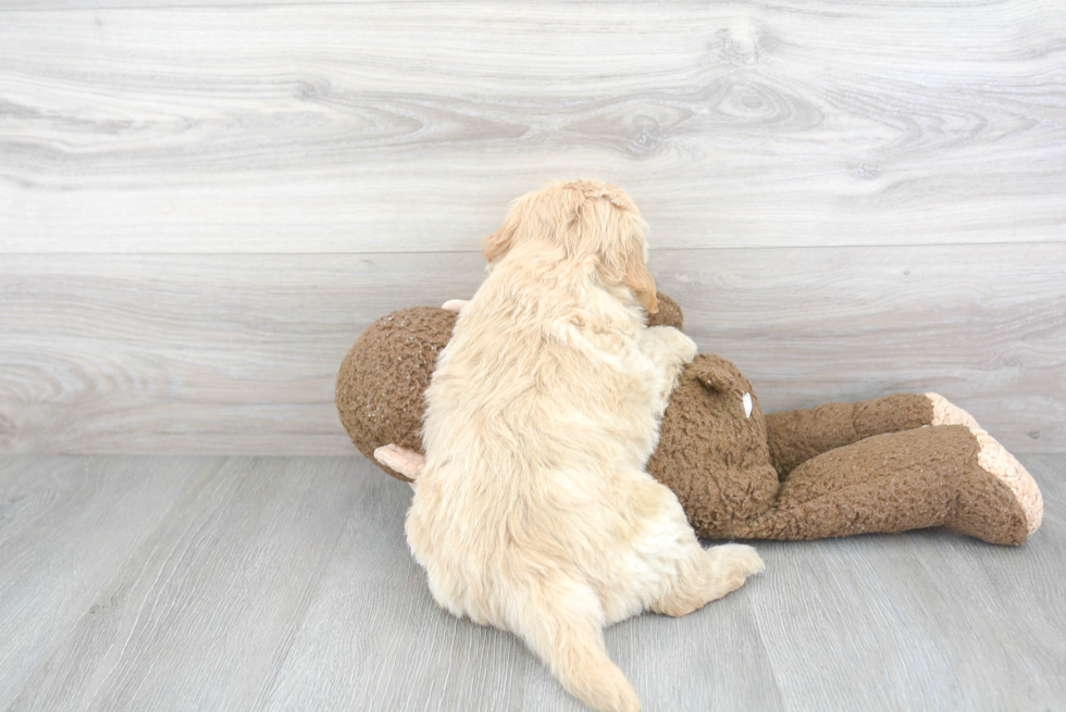 Best Mini Goldendoodle Baby