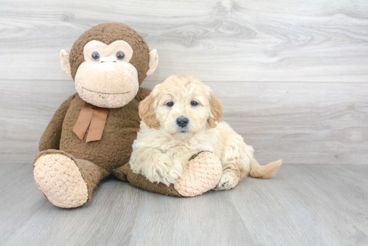 Playful Golden Retriever Poodle Mix Puppy